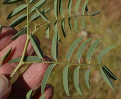 Indigofera pratensis