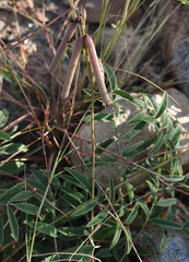 Indigofera pratensis