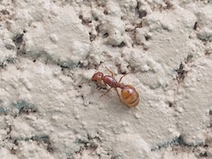 Solenopsis geminata