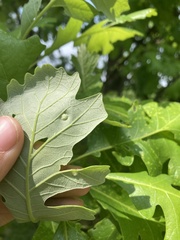 Callirhytis quercusfutilis
