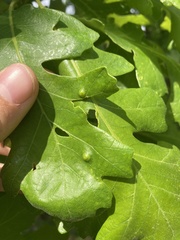 Callirhytis quercusfutilis