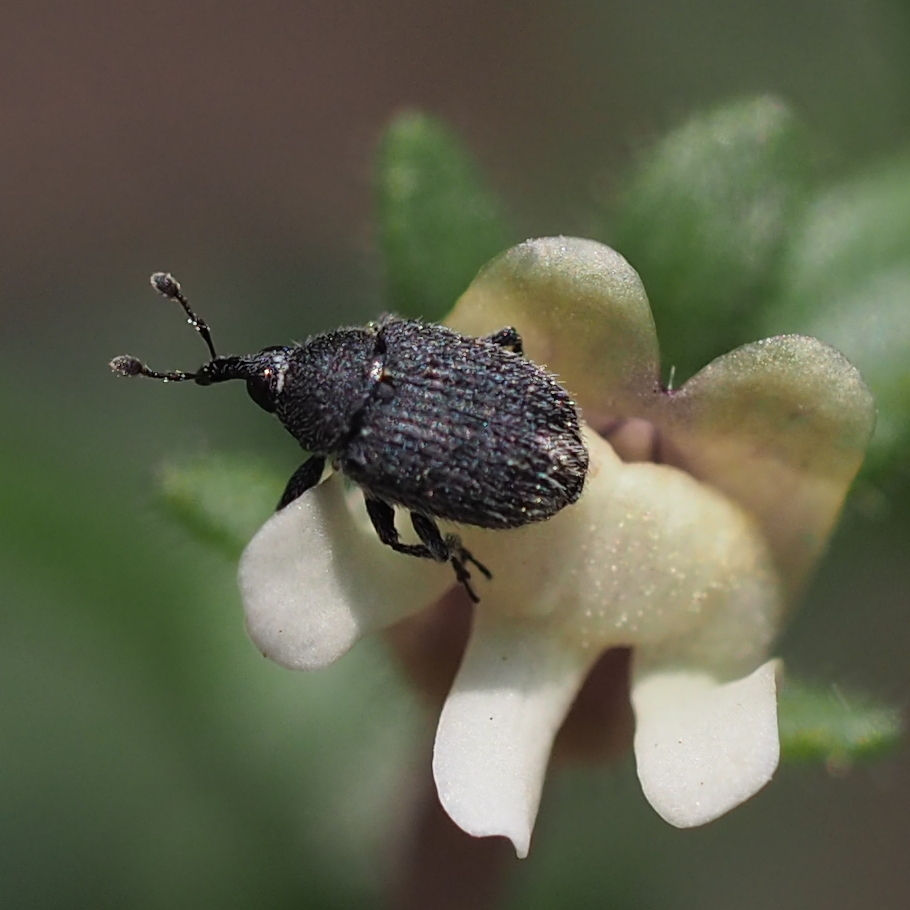 Rhinusa melas