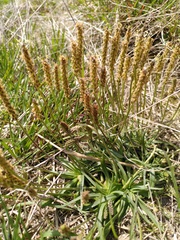 Plantago alpina