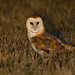 North American Barn Owl - Photo (c) Paul Cools, some rights reserved (CC BY-NC), uploaded by Paul Cools