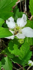 Rubus hancinianus