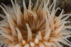 Parabunodactis imperfecta