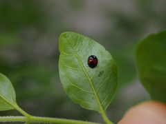Argopistes coccinelliformis