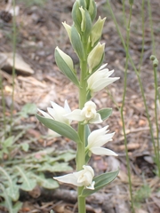 Cephalanthera epipactoides