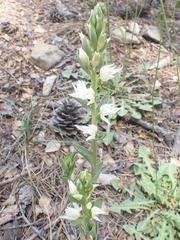 Cephalanthera epipactoides