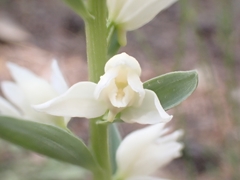 Cephalanthera epipactoides
