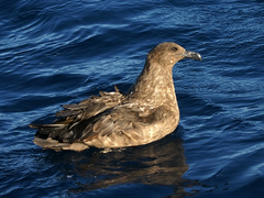 Great Skua photo 5