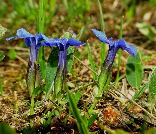 spring gentian