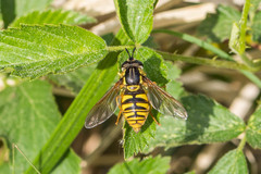 Chrysotoxum cautum