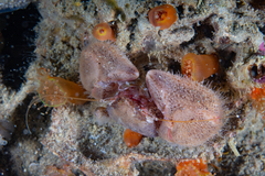 Pachycheles chubutensis