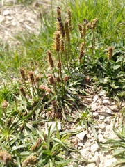 Plantago alpina