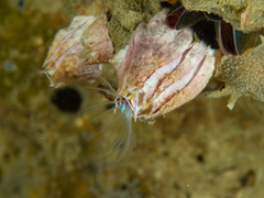 Austromegabalanus psittacus