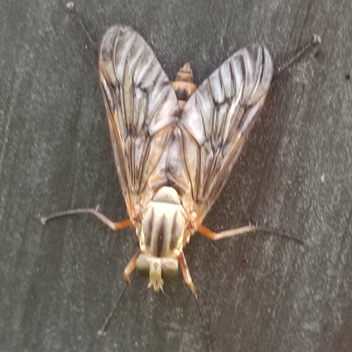 Downlooker Snipefly, 5688 Oirschot, Nederland, photo 7 of 10