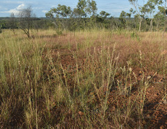 Cymbopogon bombycinus