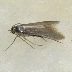 Schreckensteinia erythriella