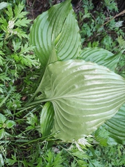 Hosta plantaginea