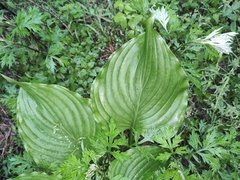 Hosta plantaginea
