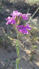 Malcolmia littorea