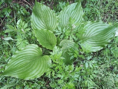 Hosta plantaginea