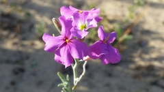 Malcolmia littorea