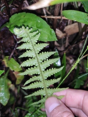 Phegopteris decursive-pinnata