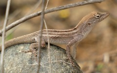 Anolis litoralis