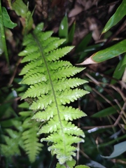 Phegopteris decursive-pinnata