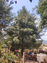 Pinus ayacahuite