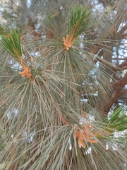 Pinus ayacahuite