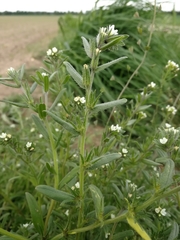 Buglossoides incrassata splitgerberi