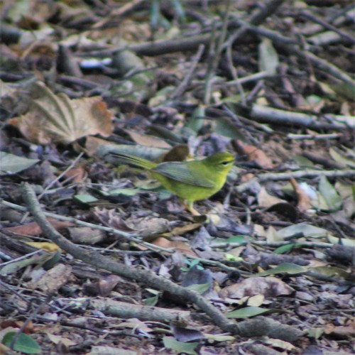 Flavescent Warbler (Myiothlypis flaveola), photo 6