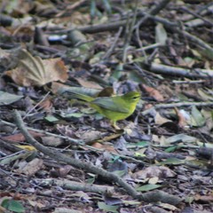 Myiothlypis flaveola