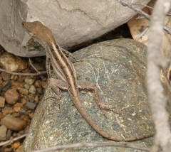 Anolis litoralis