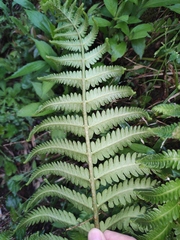 Pentarhizidium orientale