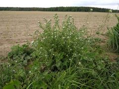 Buglossoides incrassata splitgerberi