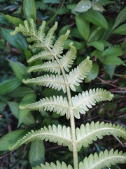 Pentarhizidium orientale