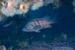 Acanthistius patachonicus