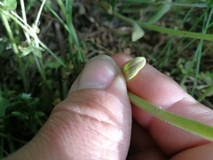 Buglossoides incrassata splitgerberi