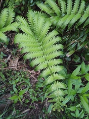 Pentarhizidium orientale