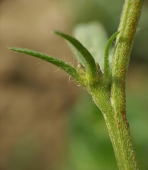 Buglossoides incrassata splitgerberi
