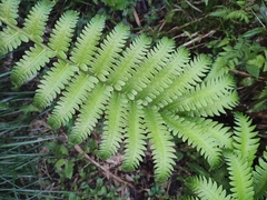 Pentarhizidium orientale