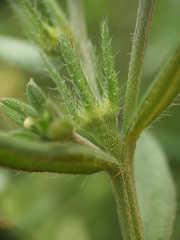 Buglossoides incrassata splitgerberi