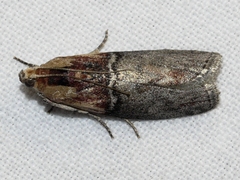 Sciota basilaris