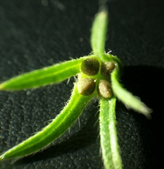 Buglossoides incrassata splitgerberi