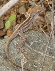 Anolis litoralis
