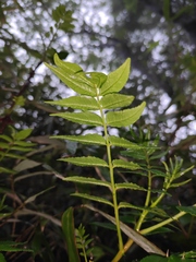 Zanthoxylum bungeanum